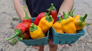 Italian Sweet Peppers - My Favorite Crop This Year
