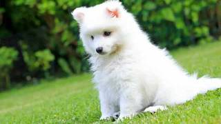 Spitz Dog Breed Video