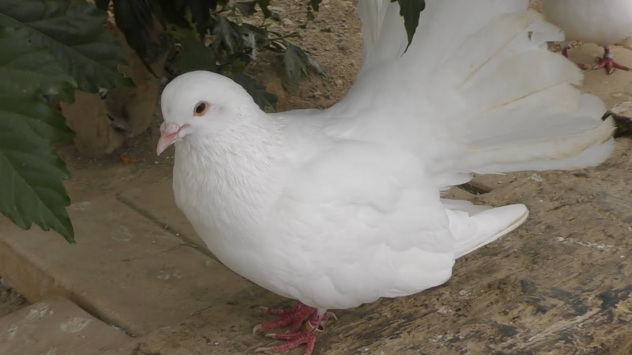クジャクバト クジャク？ ハト？ ハトですね。 【掛川花鳥園】Fantail  