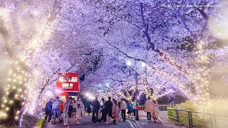 [LIVE] Korea Cherry Blossom by Night 2021: Daegu E world كوريا انطلاق موسم أزهار الكرز 2021 : ديغو