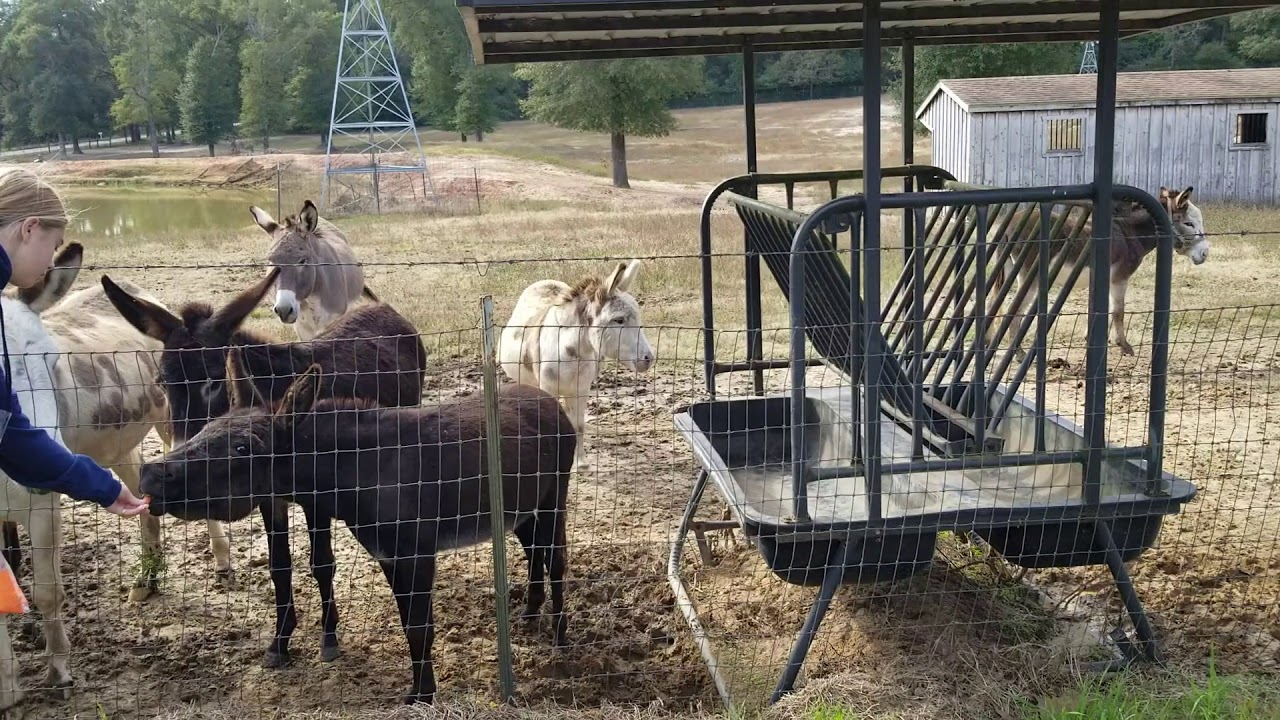 TMR RESCUE / Todd Mission Ranch Rescue