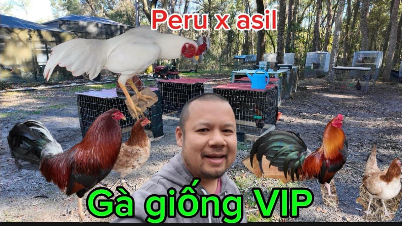 Đây là những em gà giống VIP của mình