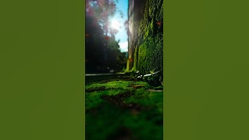 سوره الفاتحه القران الكريم 🌸🌸