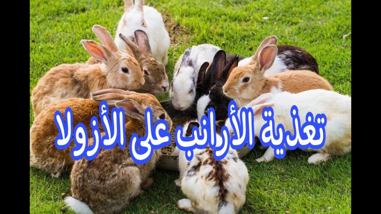 تغذية الأرانب على الأزولا.. عليقة الأرانب من الأزولا