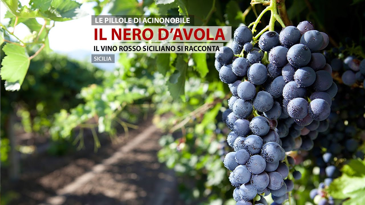 Nero D'Avola | Sicilia