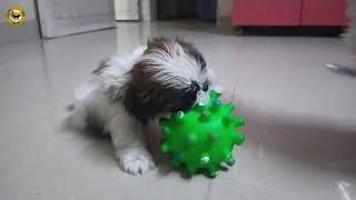 Puppies with Coco | Shih Tzu Puppies | Happy Dog Tales