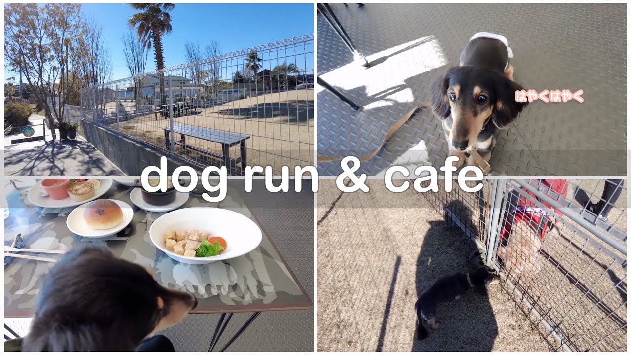 【ドッグランとカフェ】【ミニチュアダックスフンド】