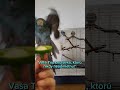 Čo vaši nikdy neodmietnu? U nás je to táto vec. #chov #zvieracidomov #kakariki #papagáj #rio #vtak