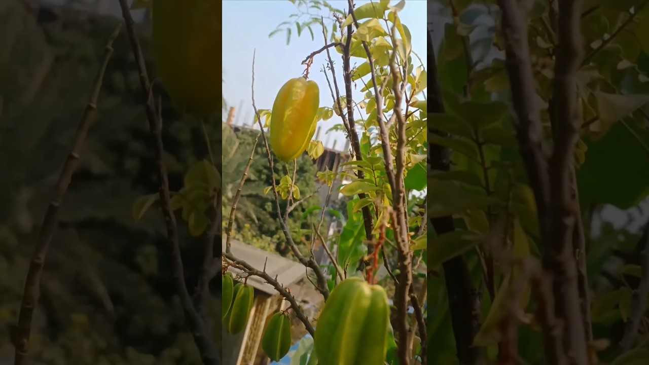 Bengali name - Kamranga || English name - Star Fruit 💕 