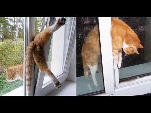 fun-and-fails---funny-dogs-and-cats-fails---funniest-fails