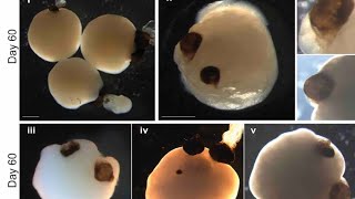 Brain organoid computers released for public access