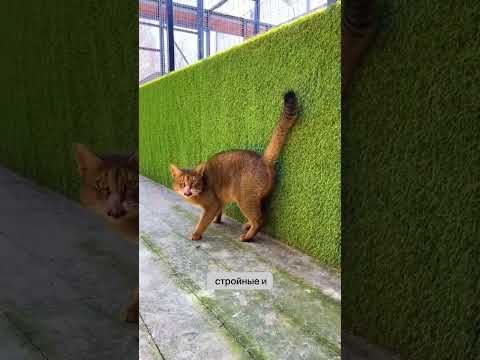 кошка чаузи
