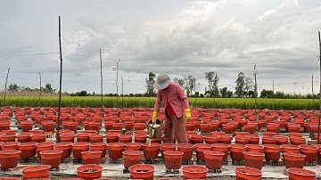 TẬP 3 - KỸ THUẬT TRỒNG CÚC MÂM XÔI HÀN QUỐC TẾT 2026 | TƯỚI KÍCH THÍCH RA RỄ