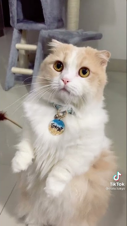 VIRALL?!!!!!! SOUND YG BISA MENGINGATKAN KUCING SAAT ZAMAN MESIR😱😱