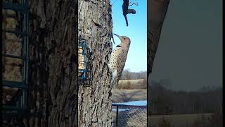 Northern Flicker  #shorts #backyardbirds #birds #northernflicker