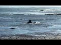 Northern Elephant Seals At Ano Nuevo California February 2026