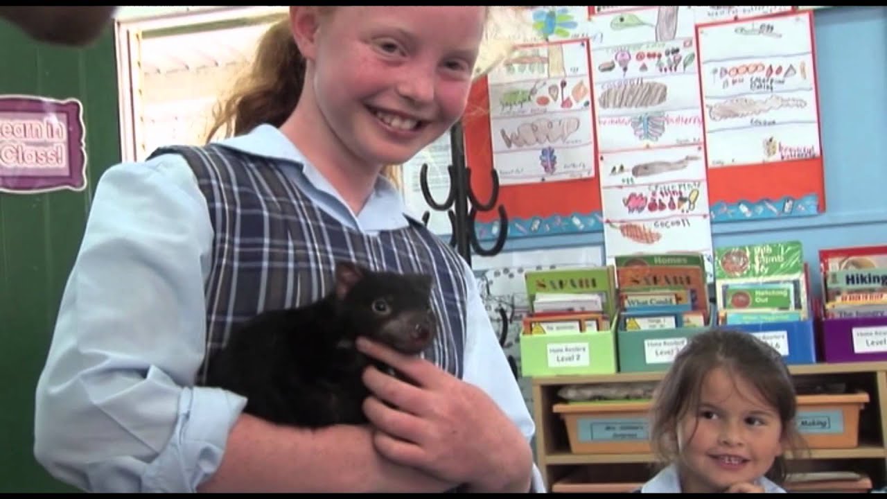 Tasmanian Devil Adaptations By John Bendera - Lessons - Blendspace