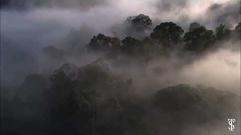 Video music  - Cảnh đẹp núi rừng, sương gió