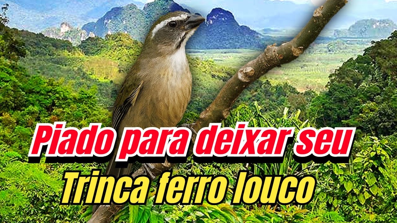 Fêmea de Trinca ferro chamando macheando e pedindo gala para esquentar e estimular canto 