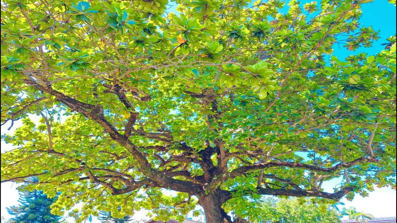 The church's one foundation...Strings piano music