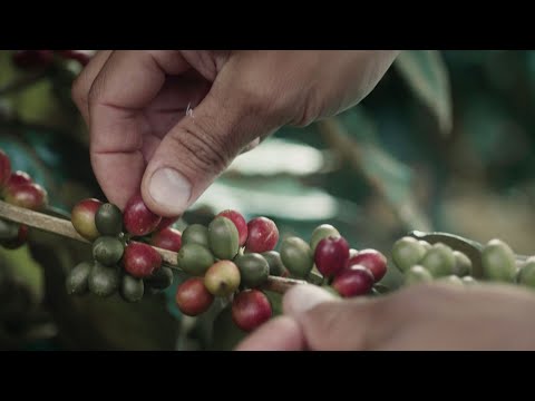 HARVESTING COFFEE STORIES| SANTA MARTA