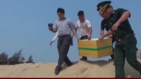 Ngăn chặn nạn săn bắt, tận diệt rùa biển quý hiếm