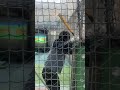 ダイヤのA沢村栄純と対戦!#ダイヤのa #野球 #baseball #バッティング