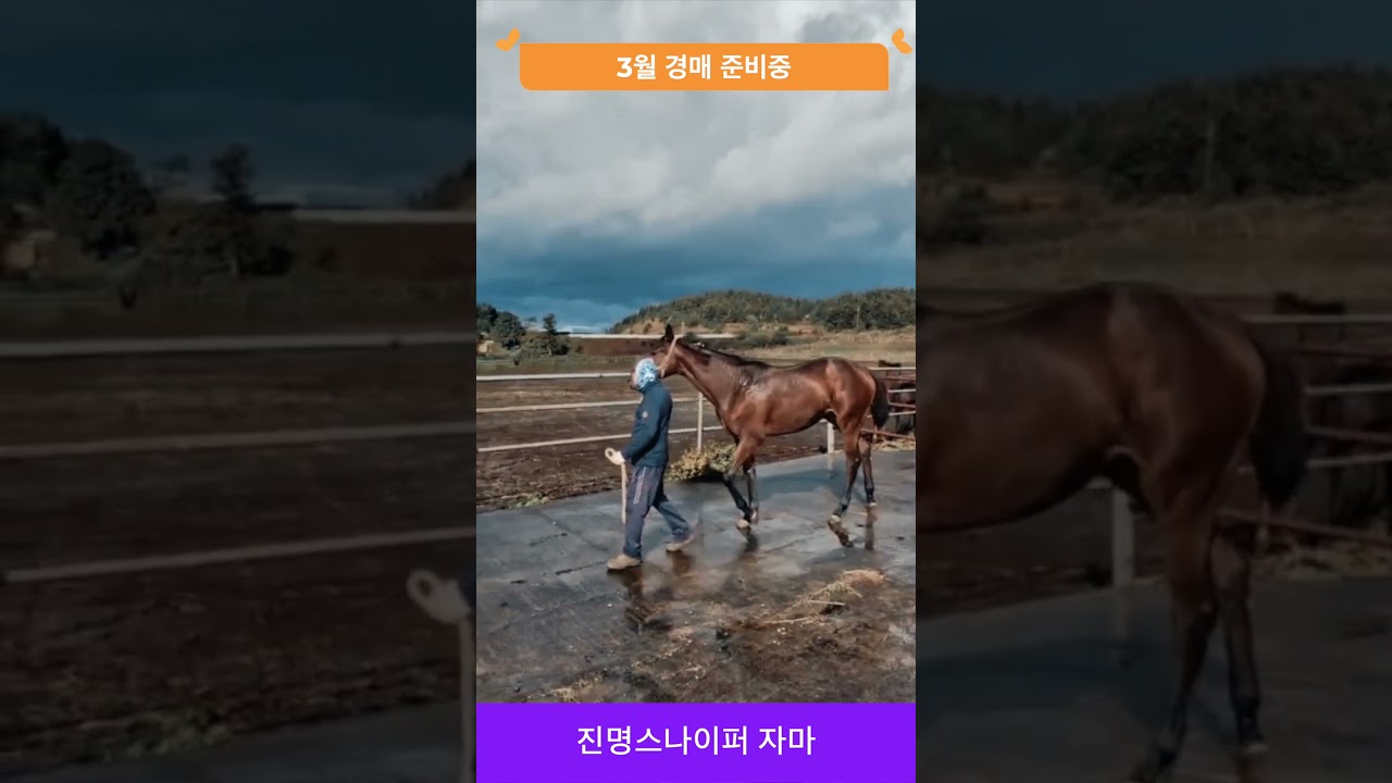 진명스나이퍼 자마 3월 경매 준비중