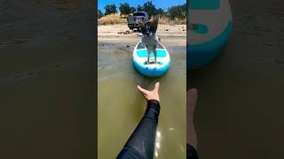 Flying Cat🥹🐈 #cat #catlovers #catvideos #catshorts