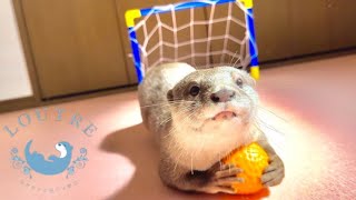 Otters playing goalkeeper!