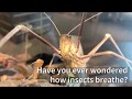 How Do Insects Breathe 