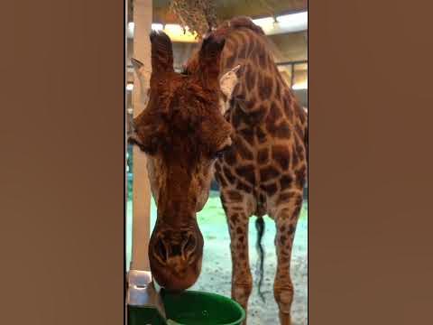ЖИРАФ МОсКОВСКИЙ ЗООпарк🦒🥰GIRAFFE MOSCOW ZOO🦒 - YouTube