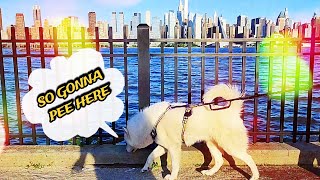 MY SiBERiAN HUSKY iS FUNNY! #youtubehomepage #explorepage #share #monday #huskies #doglover #wolf