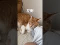 飼い主のお昼寝に付き合う猫たち #cat #かわいい