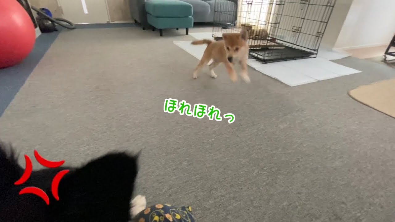 やんちゃすぎる子犬にキレたボーダーコリー YouTube