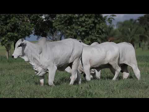 LOTE 53   IPE 5209 X NIL 113 TIRU 17