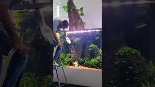 Maintaining a 5,000-Litre Planted Aquarium | Professional Aquarium Cleaning