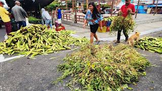 NA FEIRA DE CRUZES PE TEM FEIJÃO DE ARRANCA E MILHO VERDE🌽