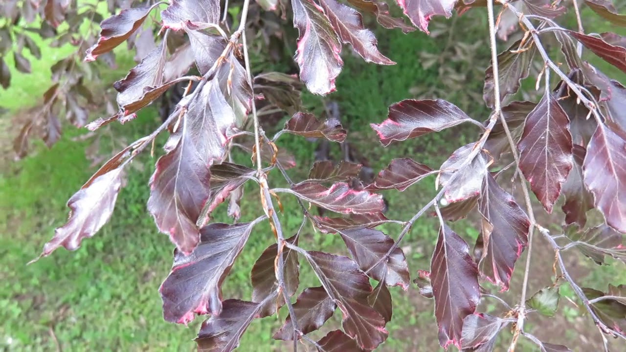 Fagus sylvatica 'Tricolor' ='Roseomarginata' buk lesní