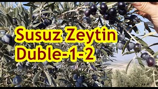 Sulanmayan Zeytin Bahçesinde Yüksek Tutum İri Zeytin Bol Sürgün Übreleme Ik Ğaç 