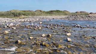 Santuario de la Naturaleza Desembocadura Río Loa, Region de Tarapacá, Chile. ☀️
