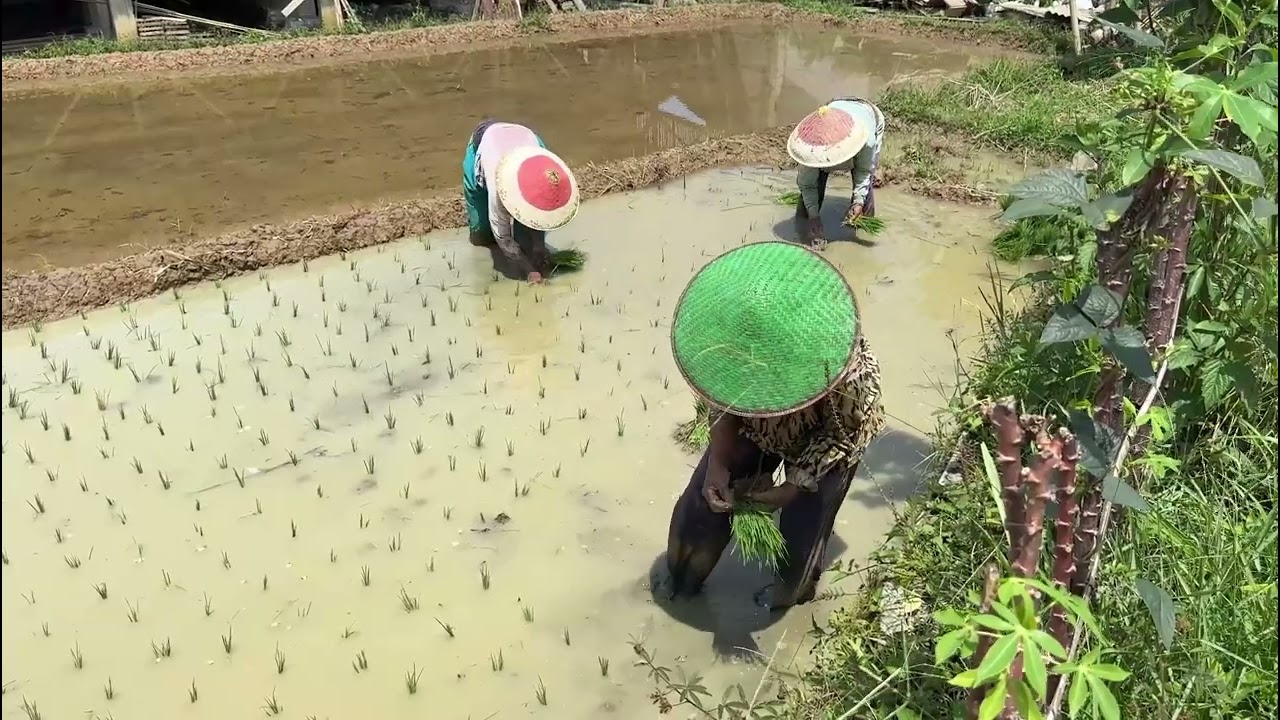 VIDEO PROFILE DESA KEDUNGOLENG KKN UMP 2026