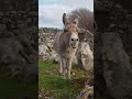 Harriet the Singing Donkey 'Serenades' Passerby