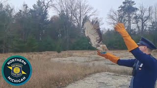 Watch: Troopers release Red-Tailed Hawk back into Michigan wild after recovery
