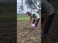 The process of applying fertilizer to corn plants - Agriculture farming #shorts