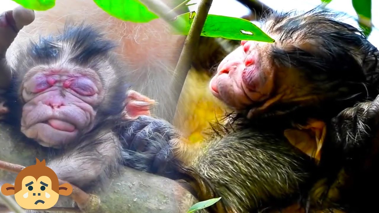 Eye Injection Monkey Baby monkey has a very severe eye injury, he can't see anything, he can ...