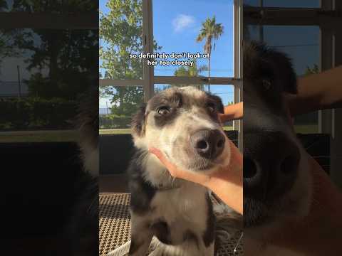 Grooming 101. Border