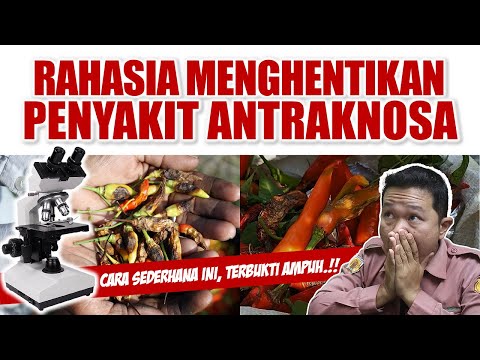 Video: Apakah Antraknosa Tomato - Mengenali Antraknosa Pada Tumbuhan Tomato
