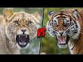 LIONESS VS TIGRESS - Who Is The Queen of The Jungle?