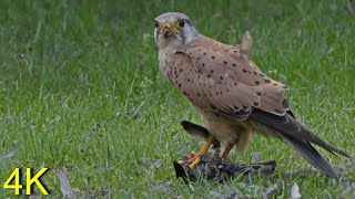 Turmfalke erbeutet/ kröpft Star  -- Kestrel captures Starling